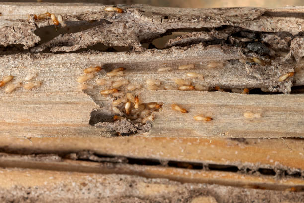 Best Local Pest Control Services  in Jackpot, NV